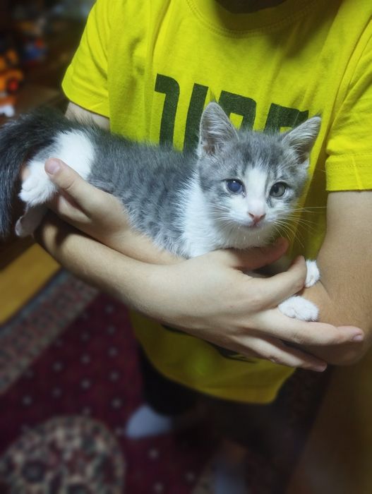 В добрые руки котята