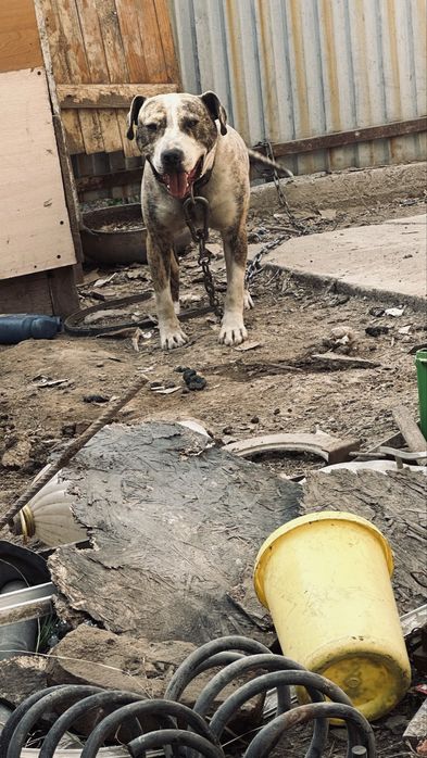 Питбуль очень дружелюбный