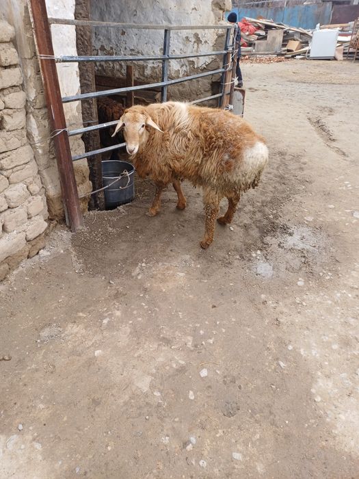 Семіз қошқар сатылады