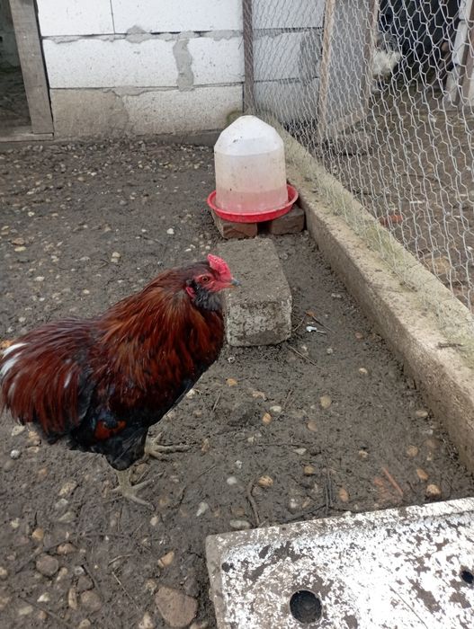 Cocoși araucana potârnichiu