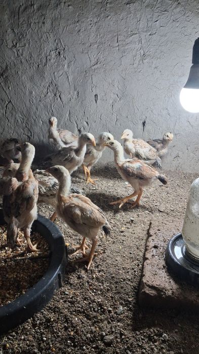 Dakan joʻjala sotiladi