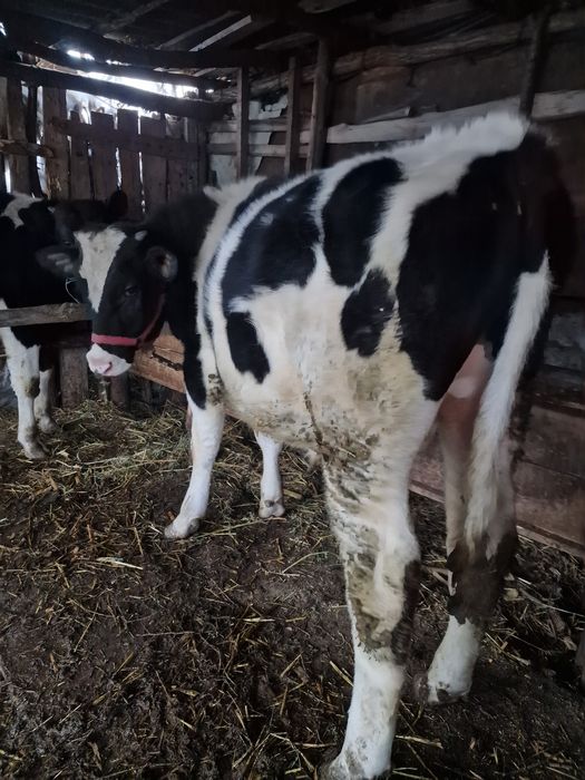 Vand 2 tăurași buni !