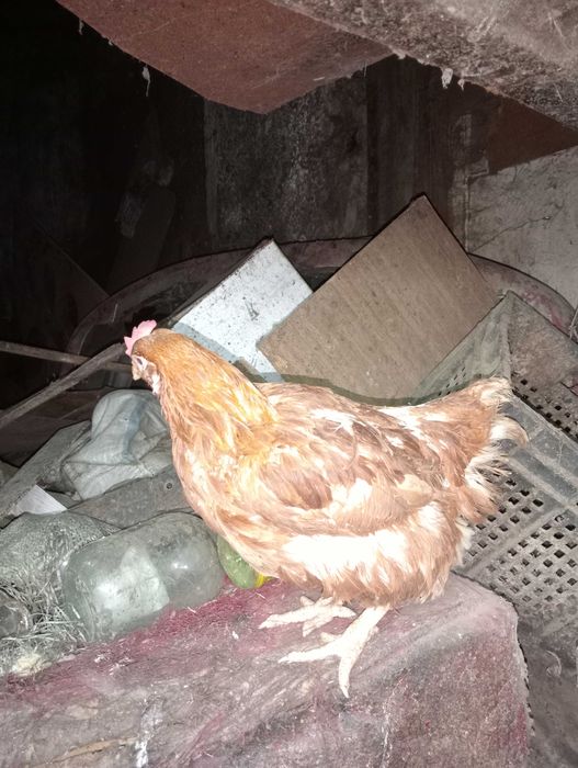 Куры несушка красная