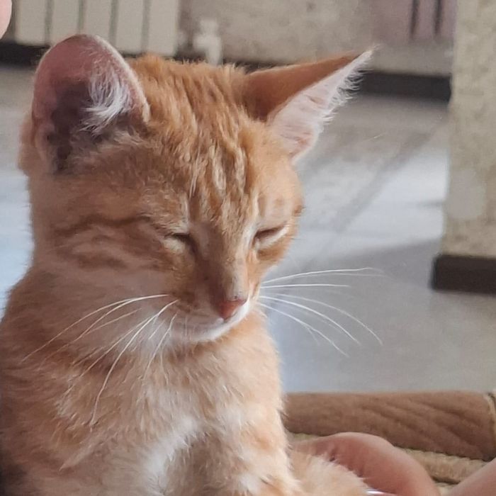 Котик в добрые ручки , мальчик
