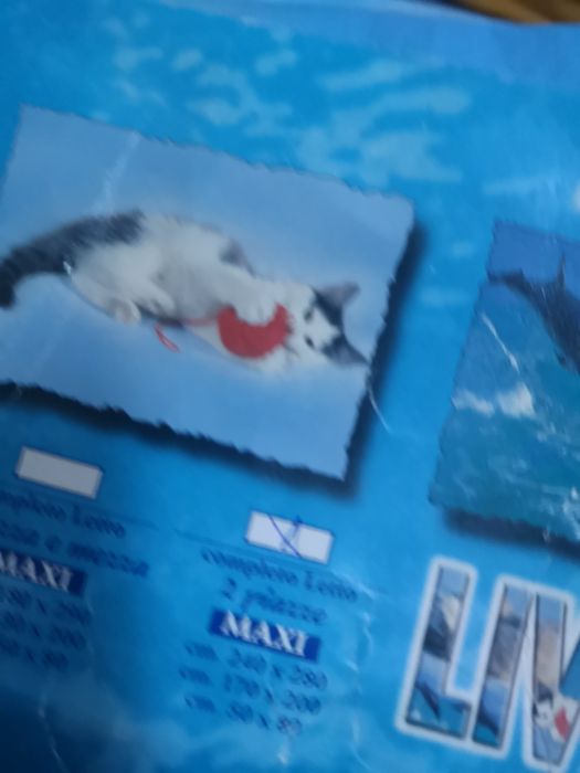 Lenjerie pisici albastra