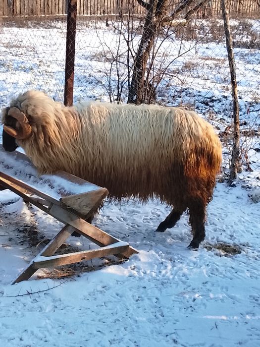 Vând berbec țurcan 1 an jumătate