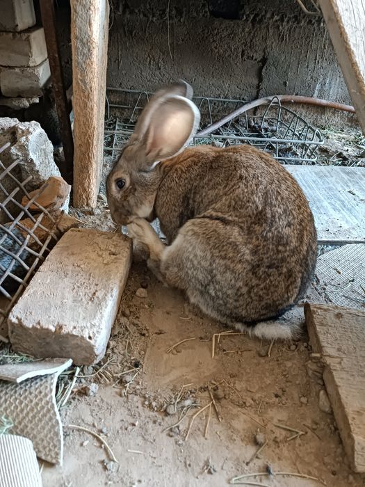 Продается крольчата