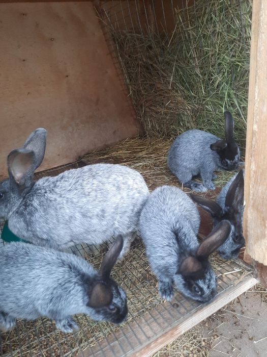 Кролики Полтавское серебро