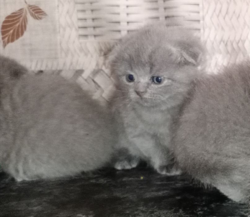 Котята продаются