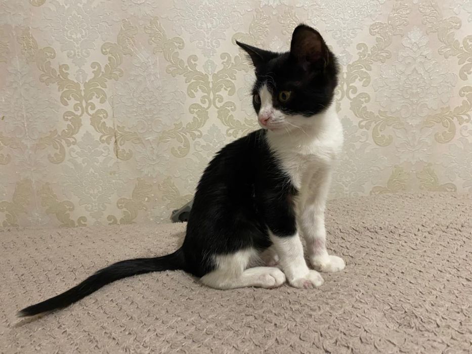 Котенок ищет любящий дом