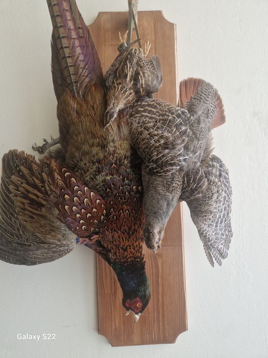 Ловен трофей птици