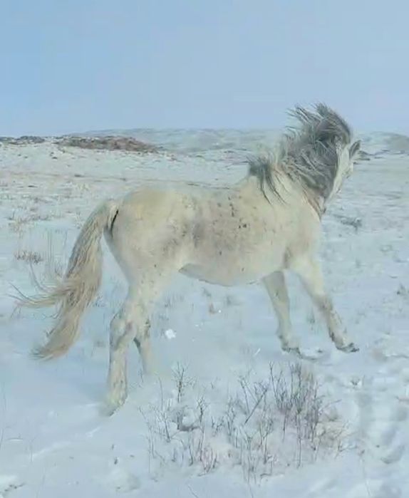 Семіз айғыр жеребец