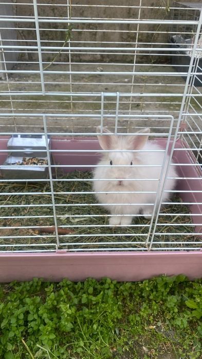 Декоративный кролик