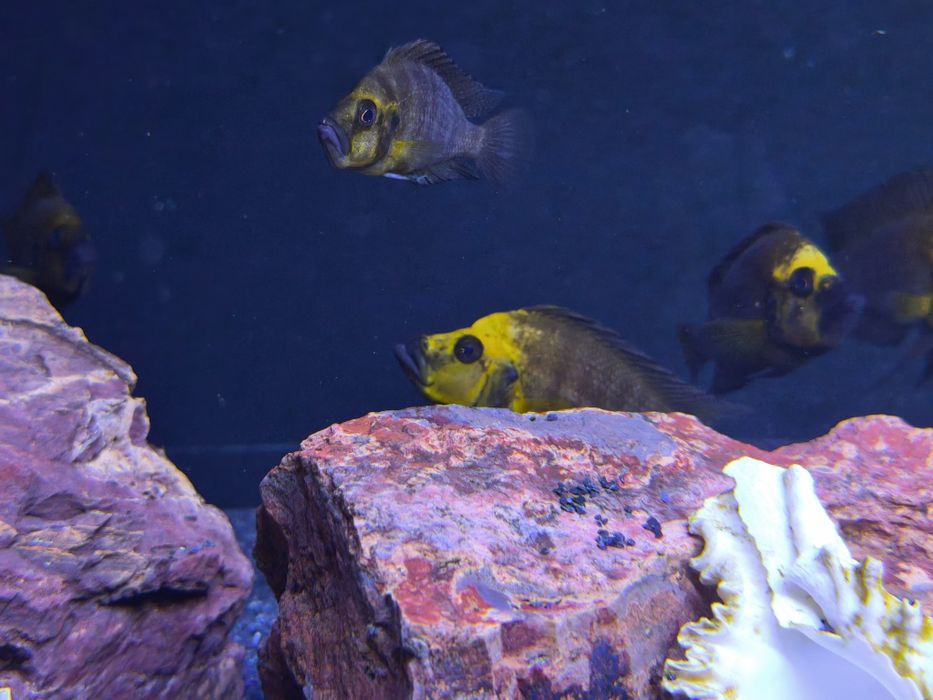 Altolamprologus Compressiceps Gold Head - MUZI