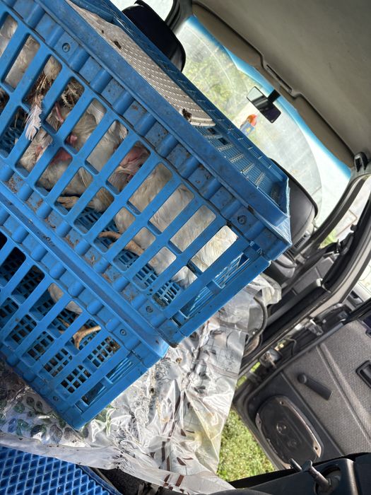 Куры несушки  куры