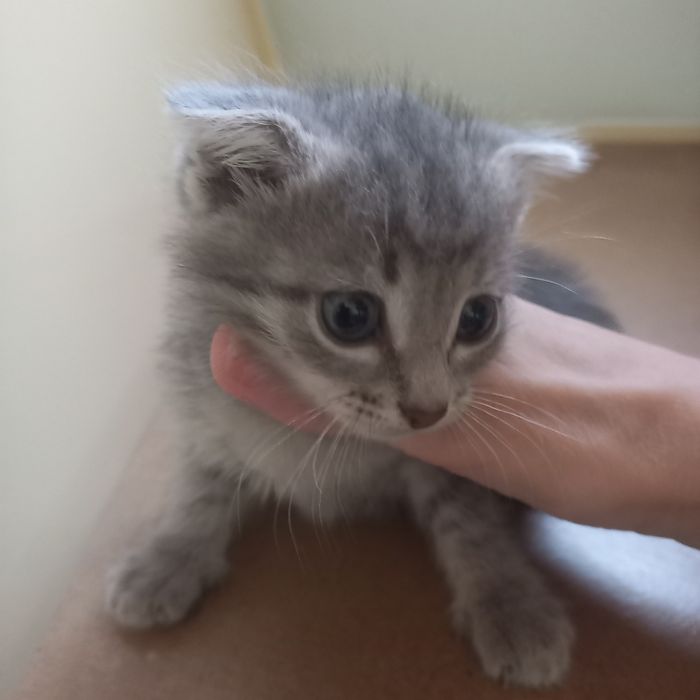 Вислоухий котёнок 1 месяц мальчик