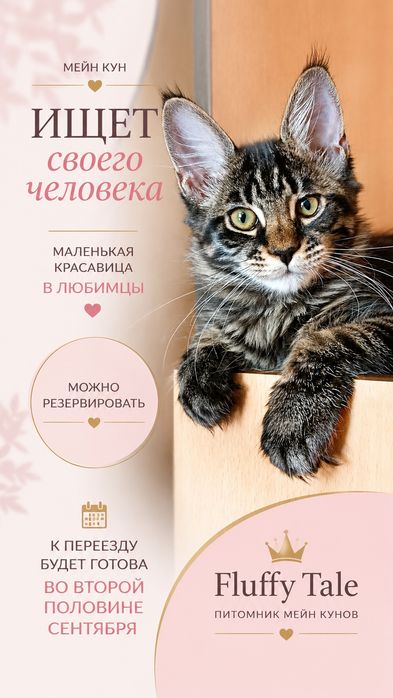 Шикарные котята  для Вас! Питомник "Fluffy Tale"