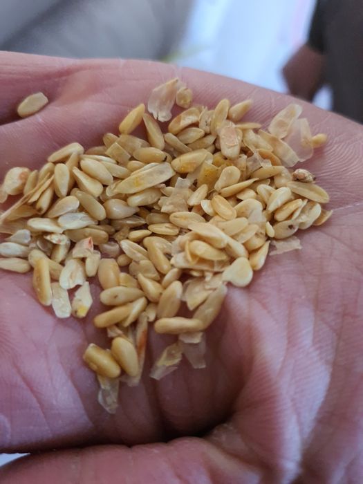 Кукурузный зародыш