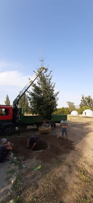 Елки, Сосна, Туи.