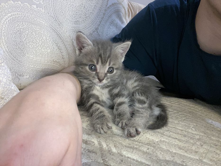 Продам Шатланских / Британских котят