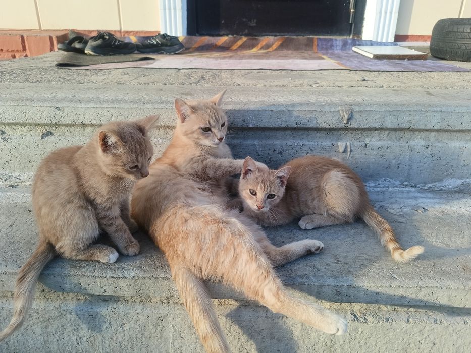 Котята в добрые руки