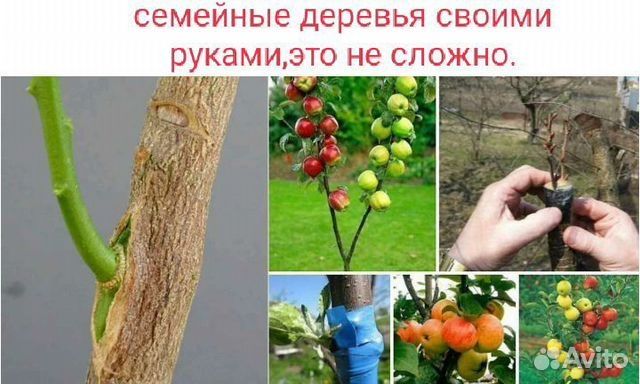 Мевали дарахтларни Пайванд килиш