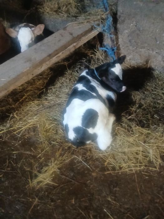 Vand tauras de doua saptamani