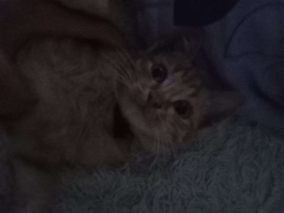 Отдам котенка в хорошие руки