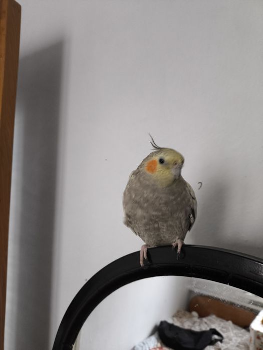 Попугай Корелла 2года