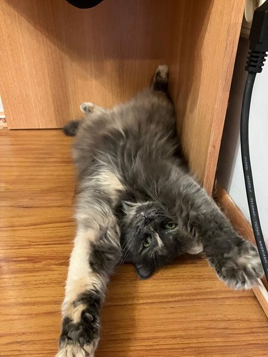 Отдам В добрые руки