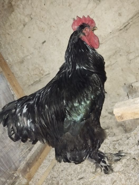 Qora brama xoroz rostakasim yirik