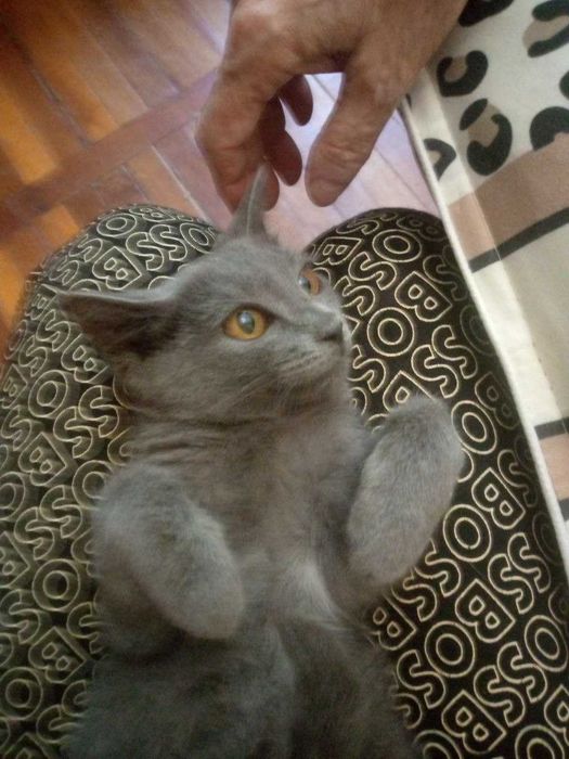 Котёнок красивая девочка 3 месо