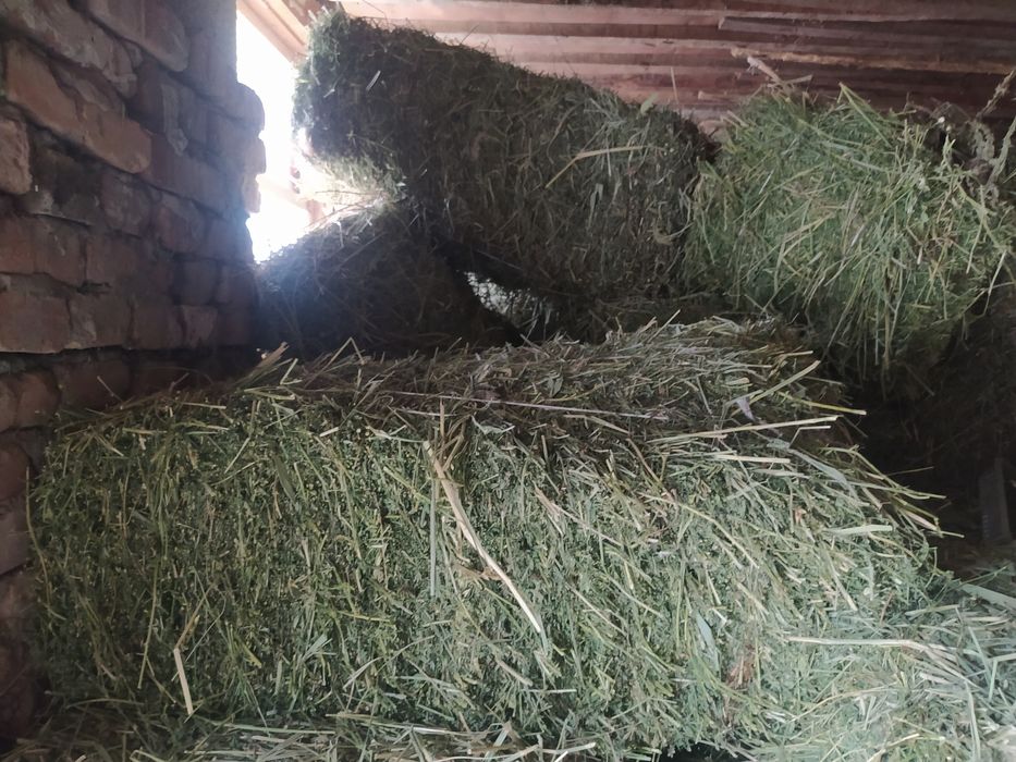 Сено первый  кос