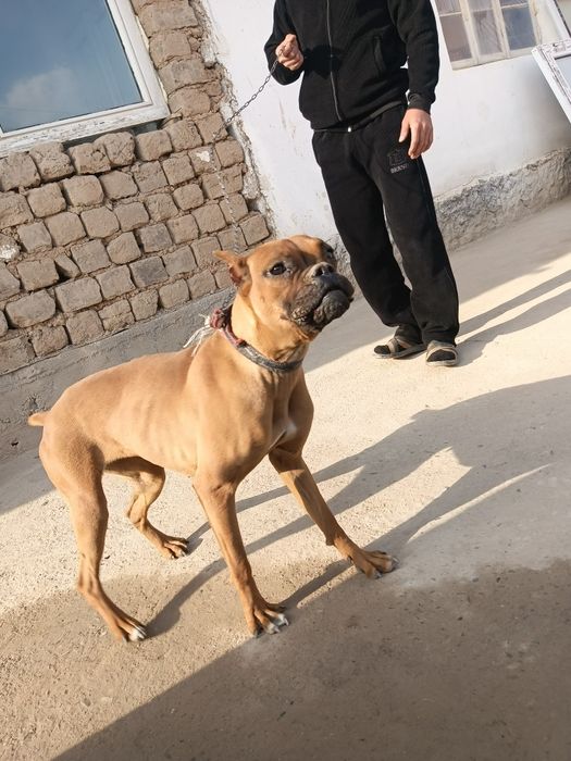 Продам Немецкий боксёр