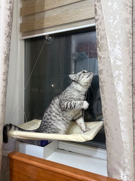 Отдам кота, домашний
