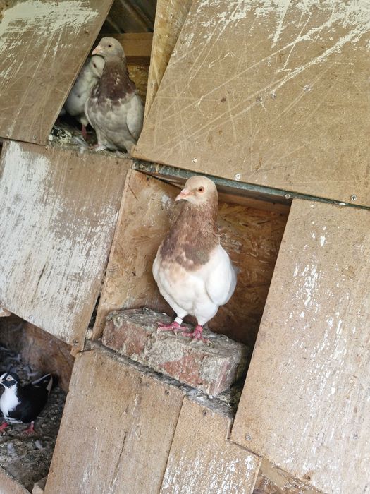 Porumbei texani, jucători, satineți, voiajori disponibili