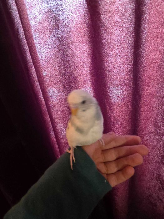 Donez 2 peruși cu colivie