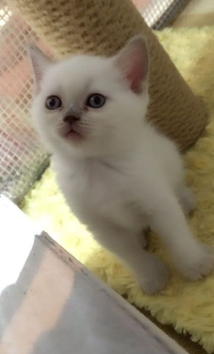 Белый голубоглазый котёнок сиамского типа