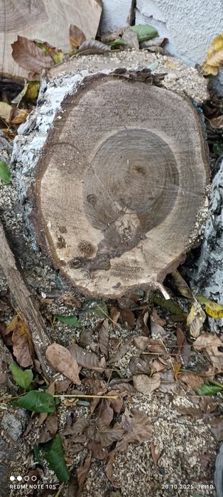 Орехов материал  .