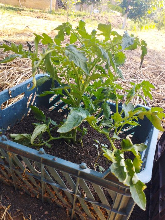 Тоза Калифорния е́мгир чувалчанглари