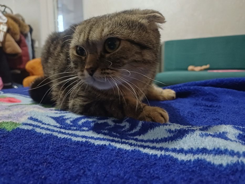 Продам любимую кошечку