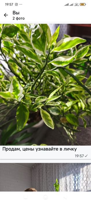 Продам цветы для дома