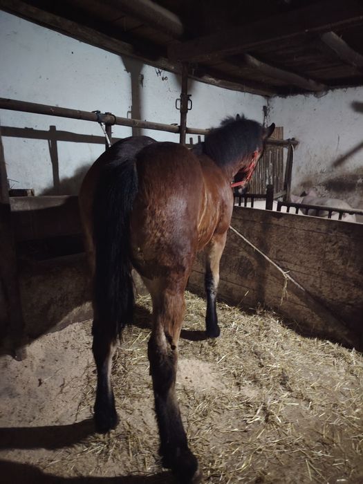 Mânză disponibilă