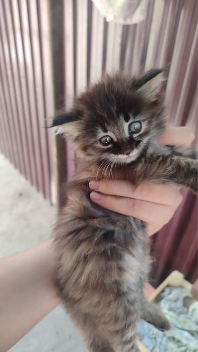 Котята бесплатно