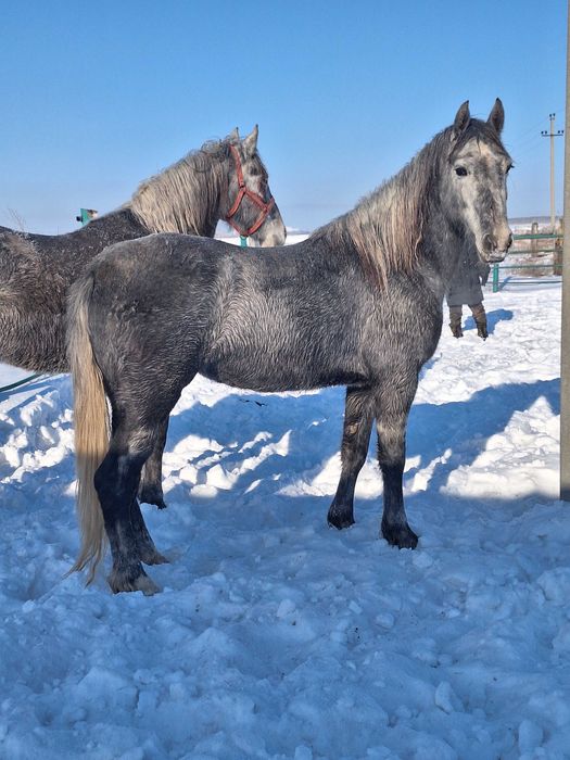 Продам орловских кобыл.