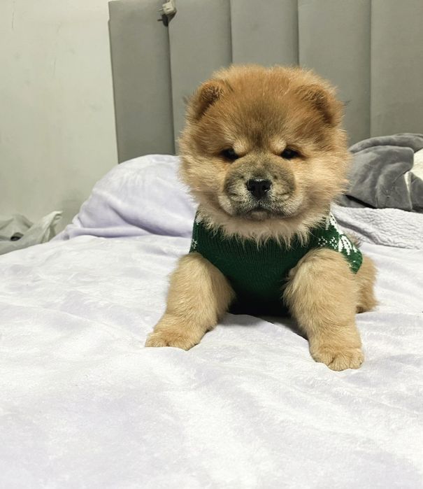 Милые Щенки ЧАУ-ЧАУ