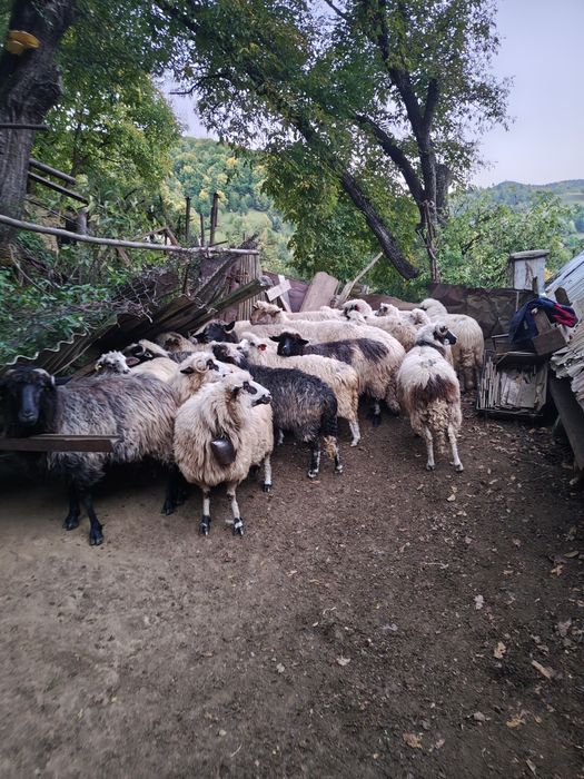 Vând oi tinere bune de ținut