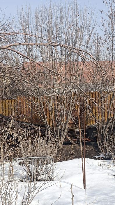 Фундук ореховое дерево