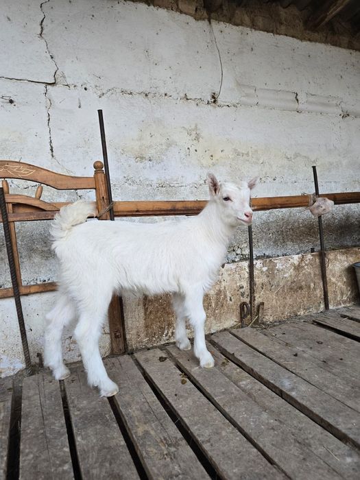 Ұрғашы лақ козленок козлята лак