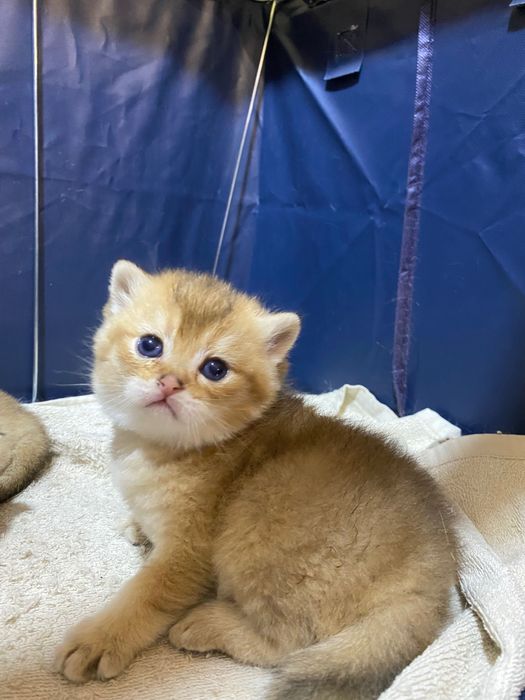 Продаю британских котят, качества люкс.
